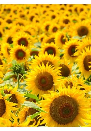 RAUSCH Styling Mousse Flexible Non-Aerosol 150ml 2 RAUSCH Styling Mousse Flexible Non-Aerosol 150ml – Bild 2