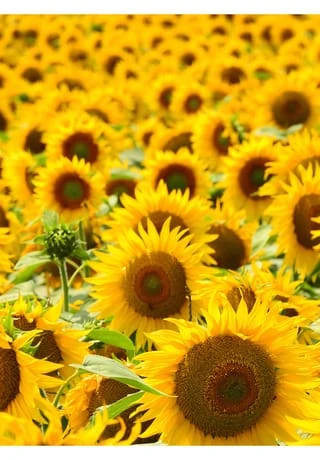 RAUSCH STYLING-LINIE Flexible 400ml 2 RAUSCH STYLING-LINIE Flexible 400ml – Bild 2